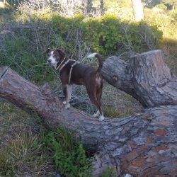 ETAPAS DEL DESARROLLO EN UN PERRO: CUARTA ETAPA (de 5 a 8 meses)