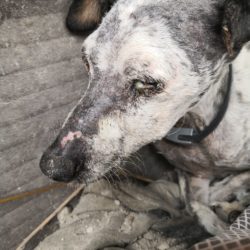 «KARMA», PERRITA RESCATADA EN PÉSIMAS CONDICIONES.