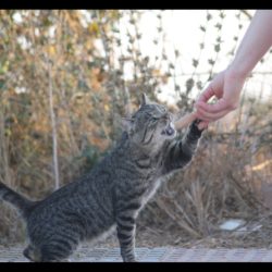 OS NECESITAMOS PARA SEGUIR ATENDIENDO TODAS LAS COLONIAS DE GATOS.